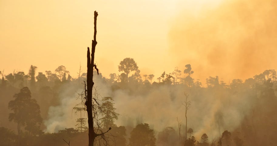 Smoke rises during a forest fire with the burned remains of a tree in the foreground still standing near other trees that survived the blaze. The sky appears tangerine colored due to the smoldering fire.