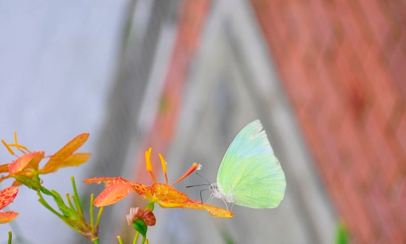 A neon glow of white, blue & yellow wing butterflies on a vibrant orange color flower.