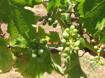 Four small bunches of green grapes on a vine, surrounded by leaves.