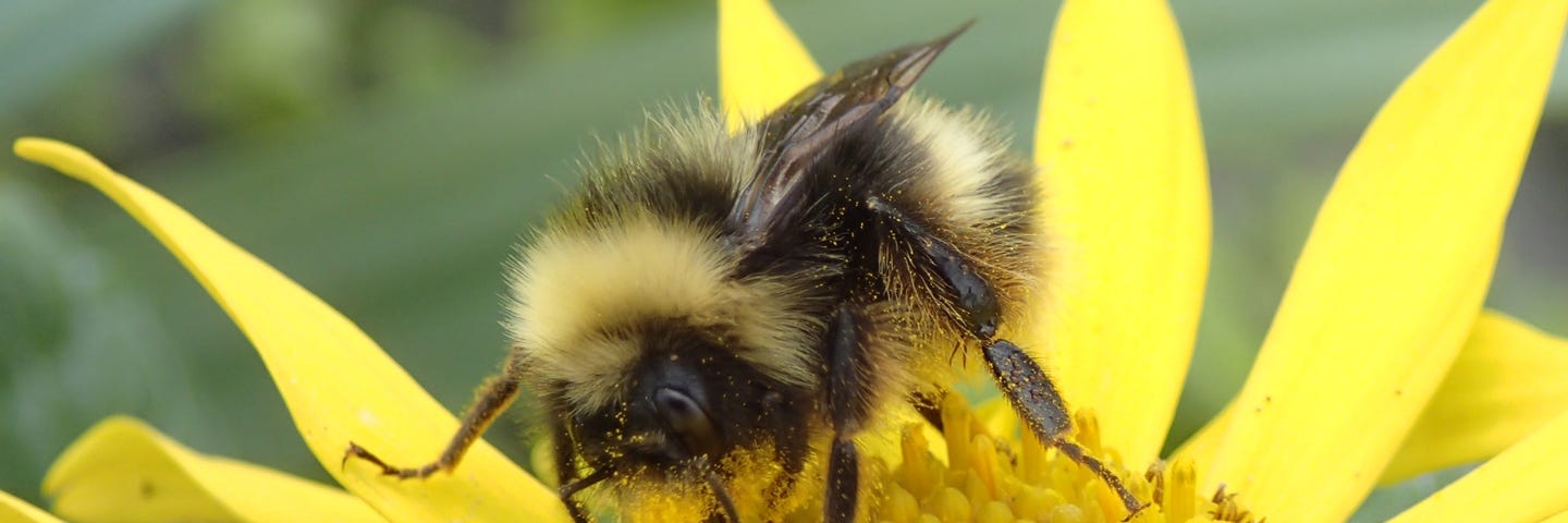 A bumble bee forages for pollen and nectar.
