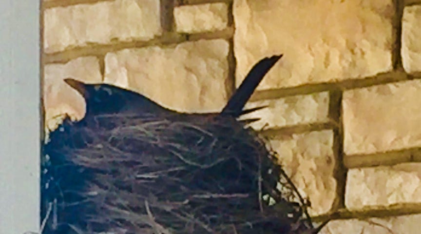 bird in a nest, on top of a wall