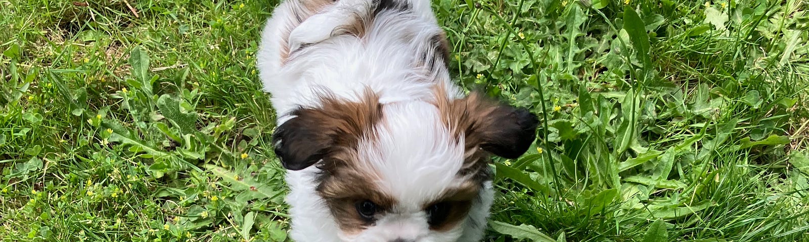 small dog on lawn