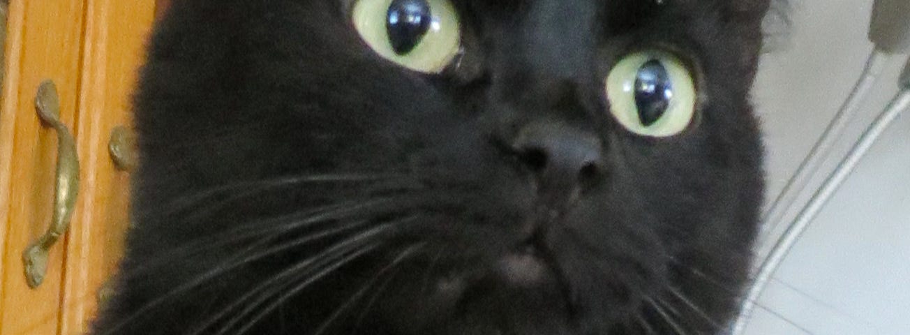 Close up of a small black cat, who is extremely interested in something beyond the photograpther’s shoulder.