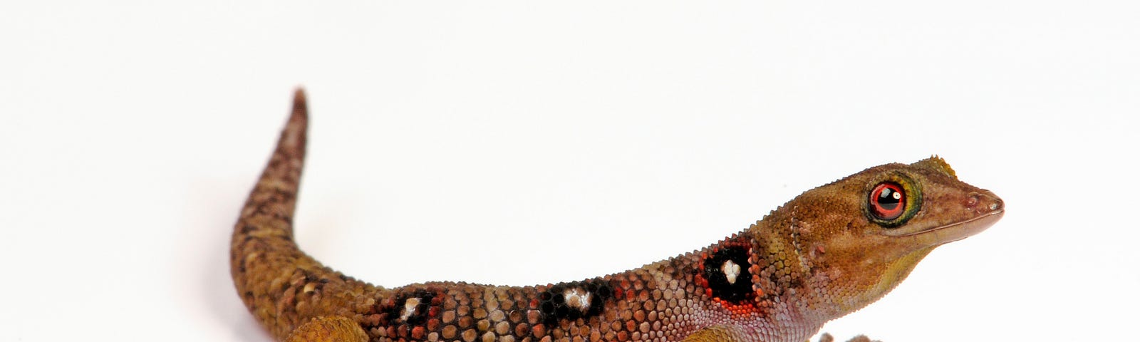 A gecko with golden brown skin accented with black and white polkadots.