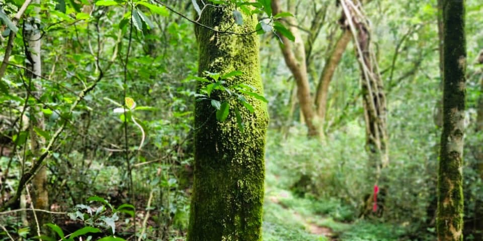 A moss-covered tree set in an enchanting forest