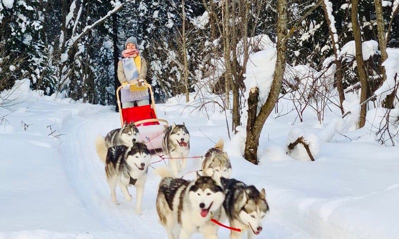 Husky sled riding in Siberia