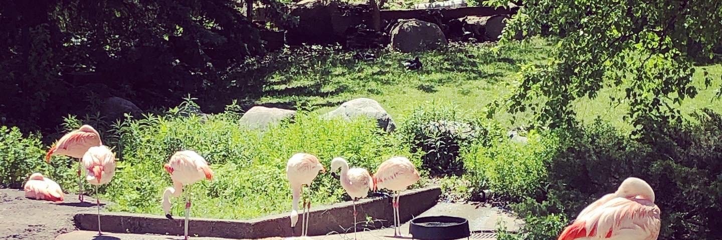 Flamingos at Como Zoo in St. Paul, Minnesota