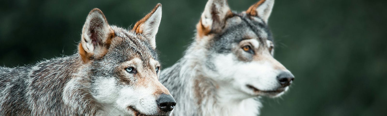 Two grey wolves