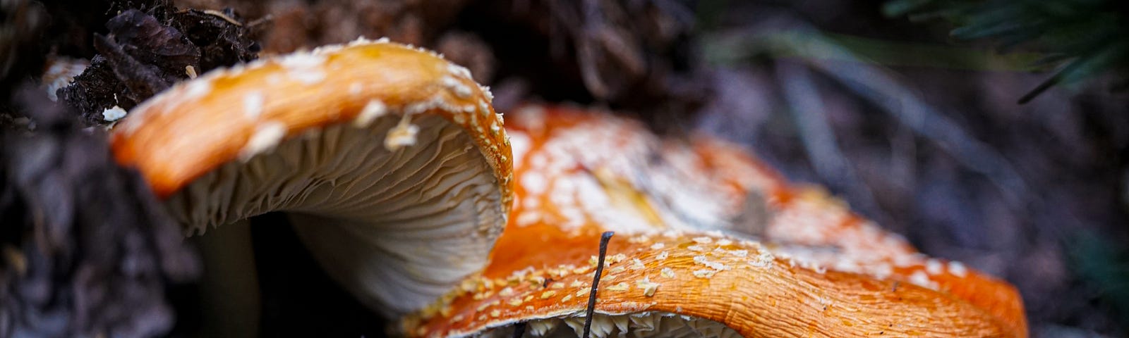 Amanita Muscaria, Growing at the base of a tree in a forest of pine, fir and aspen.