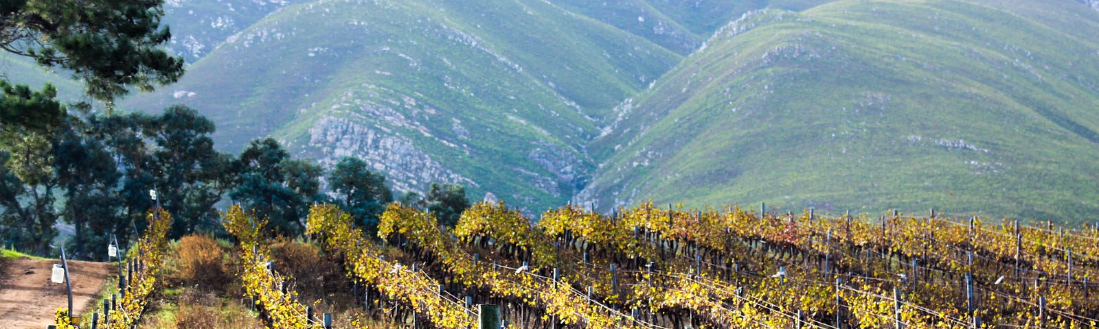 Photo of Hermanus vineyard by Devon Janse van Rensburg on Unsplash