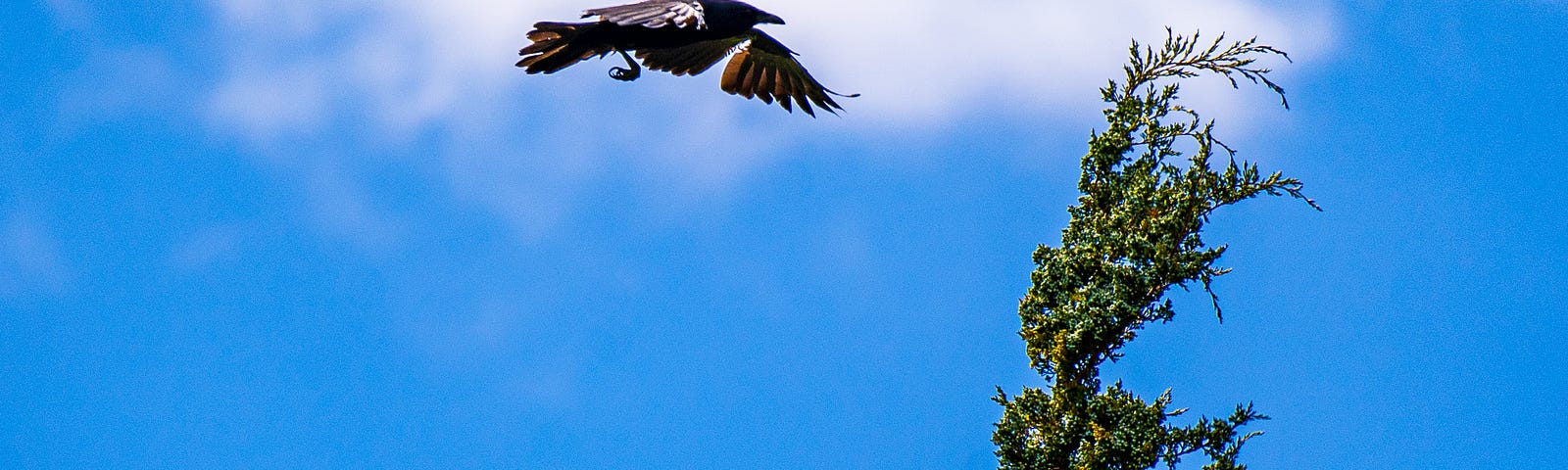 A Crow flies Toward a Pine Tree
