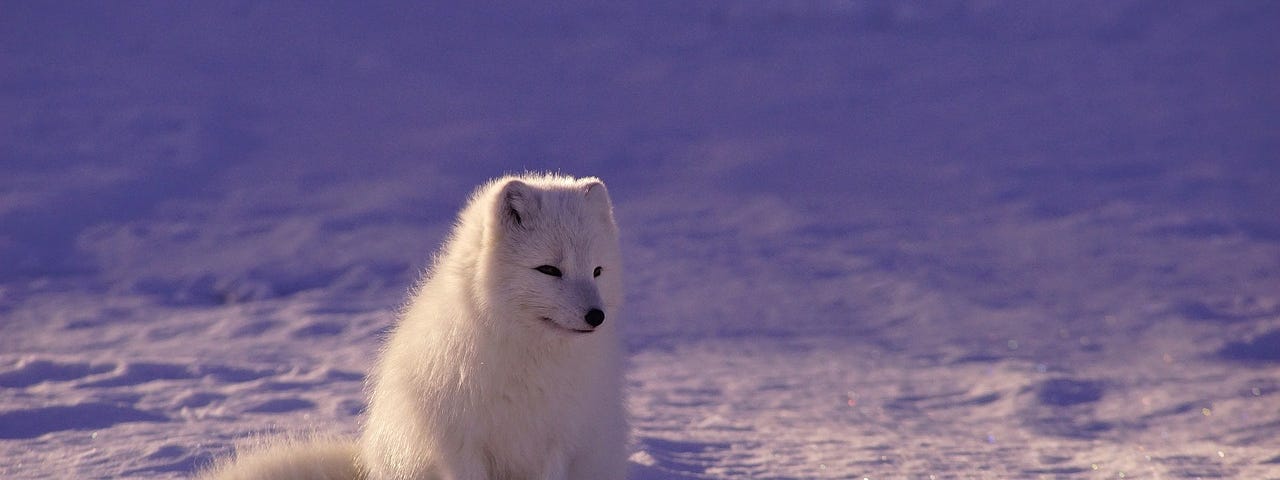Arctic wolf sitting on snow
