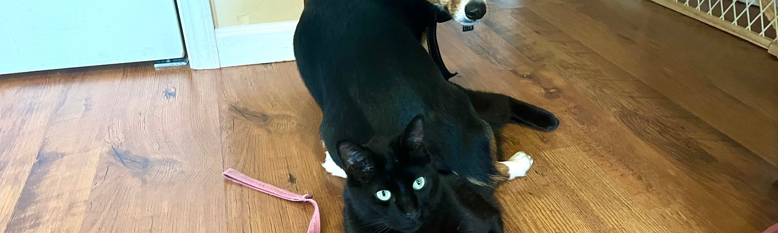 Tri-colored corgi sitting on black cat. Both facial expressions are neutral as if this is a completely normal thing to do.