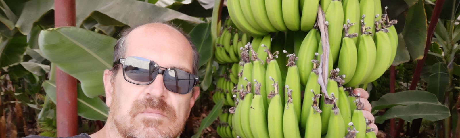 man wearing clip on sunglasses next to a giant bunch of green bananas still on the tree