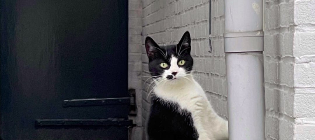 Zoomed-in version of the bigger photo in the article. It shows a black and white cat standing on her hind legs against a door, looking to her right directly into the camera.