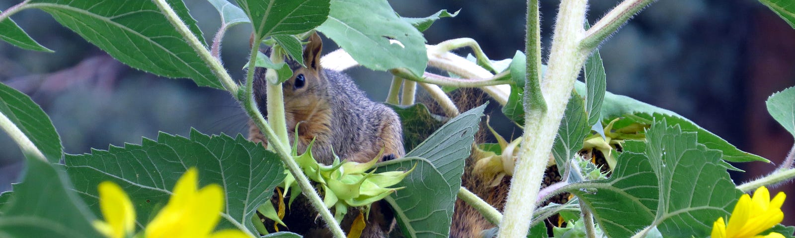 A gray and brown squirrel sitting on a sunflower in a sunflower patch eating a sunflower seed and peeking past sunflower leaves and branches towards the camera.
