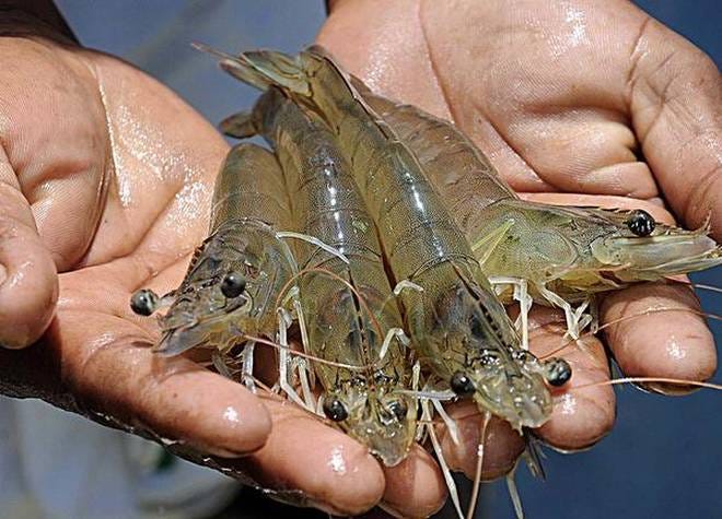 The challenges and prospects of adopting technology-driven solution by Shrimp Farmers in India