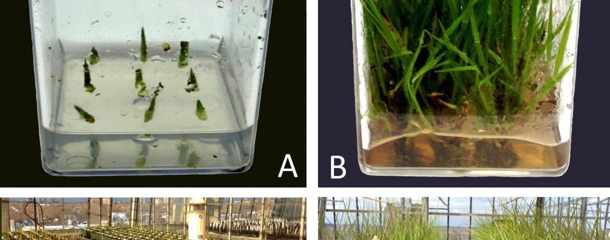 Six images showing growth of miscanthus plants from small shoots in a container to rows of plants in the greenhouse and field