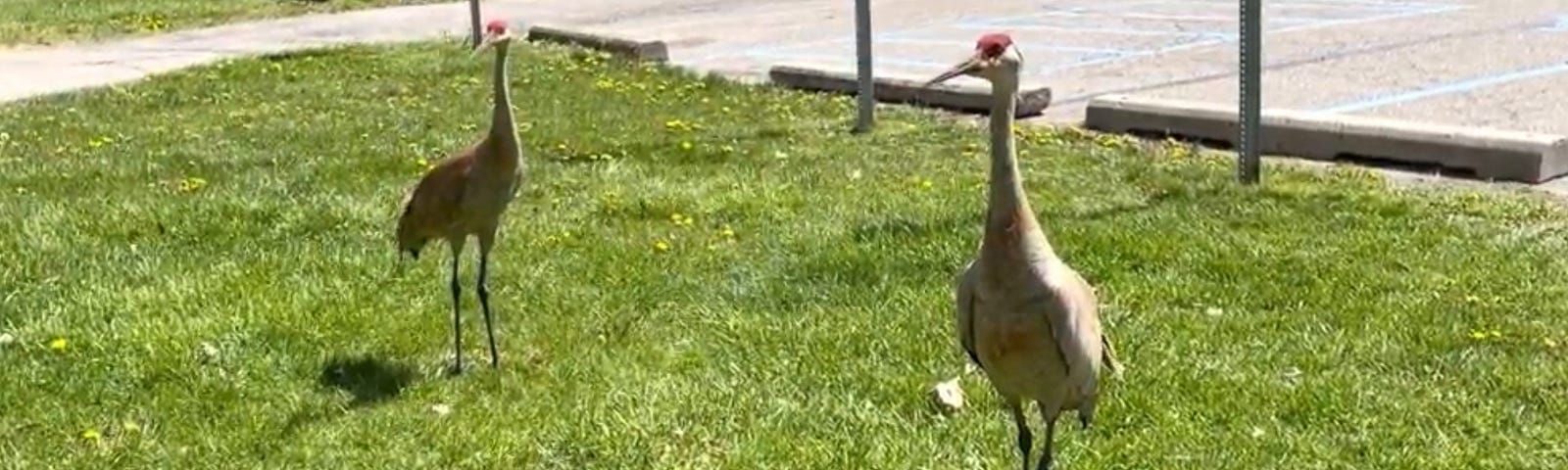 A mated pair of Sandhill Cranes standing on a field of grass.