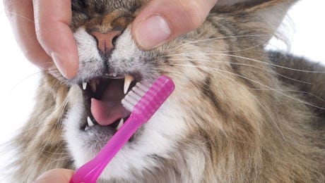 Cats teeth being cleaned with a toothbrush