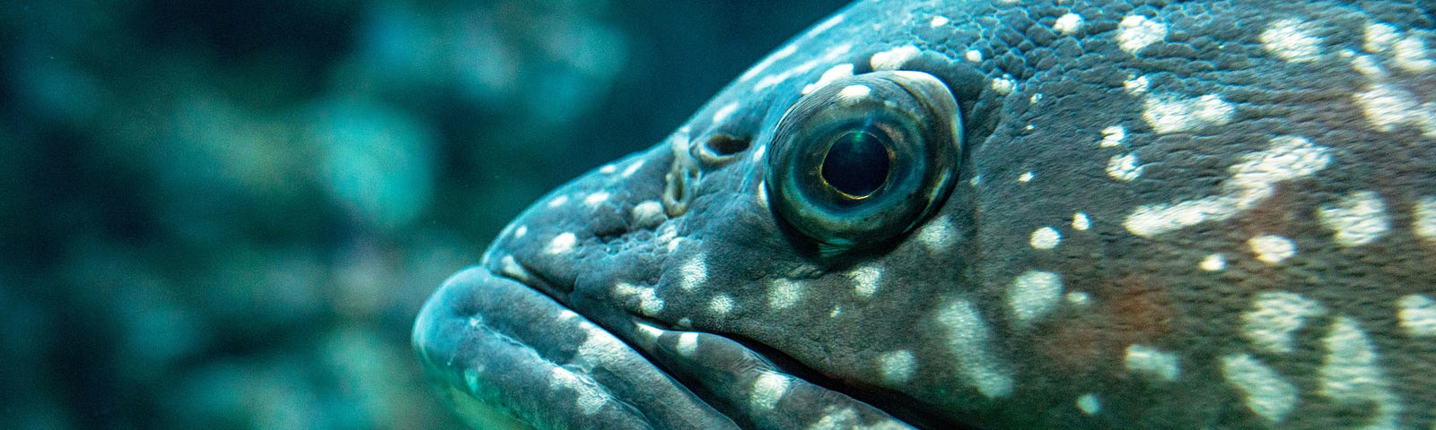 Yeah, this isn’t a stripped trout (since they don’t exist). It is a face shot of some sort of fish. I have no idea what type.