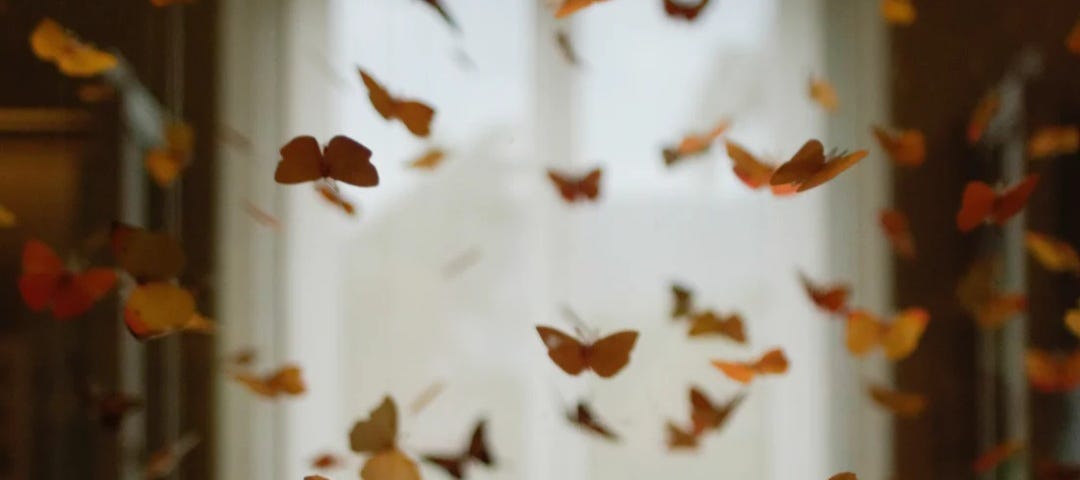 Room full of butterflies