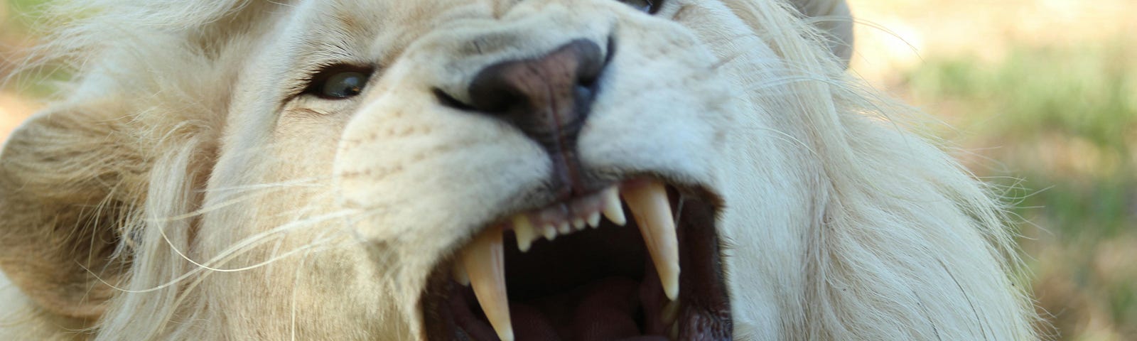 A lion bares its teeth.