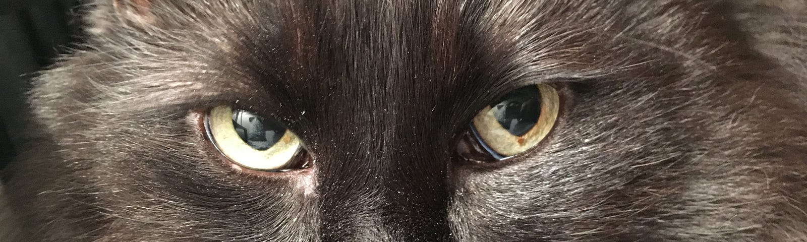 Close up of black cat’s face