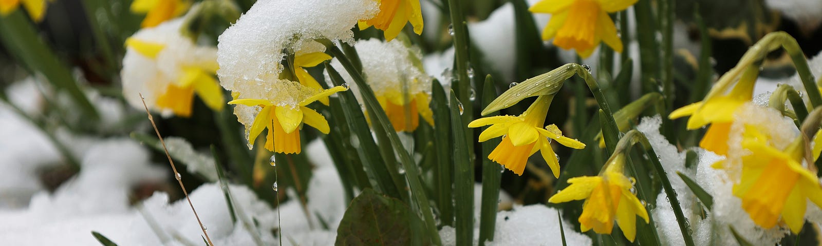 Group of small yellow daffodils in the melting spring snow