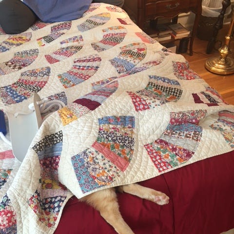 Author’s photo of Bernie the cat hiding under a quilt