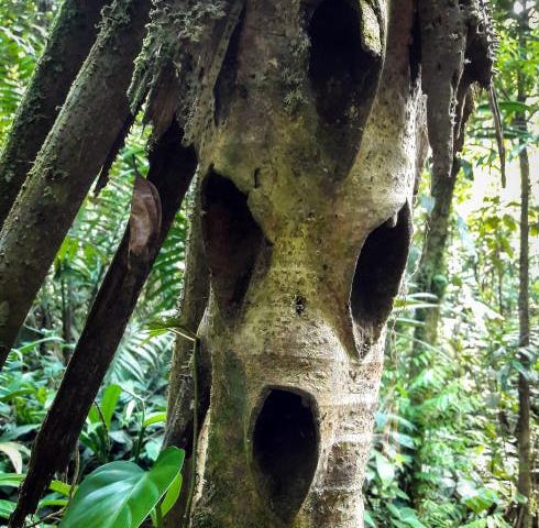 Some holes in the trunk of a palm let it appear as a monster with dreadlocks.