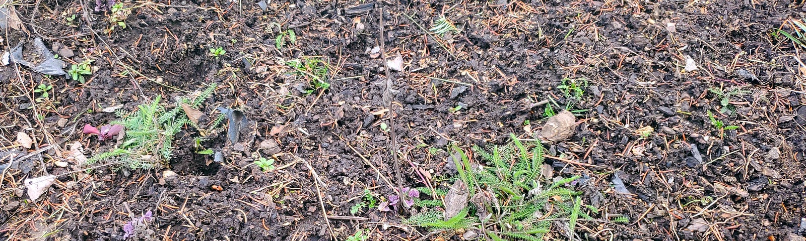 A mostly bare garden bed with some plants with feathery green leaves growing in clumps. There are small weeds growing around them. The top of the soil has scattered pine needles and pine cones on it.