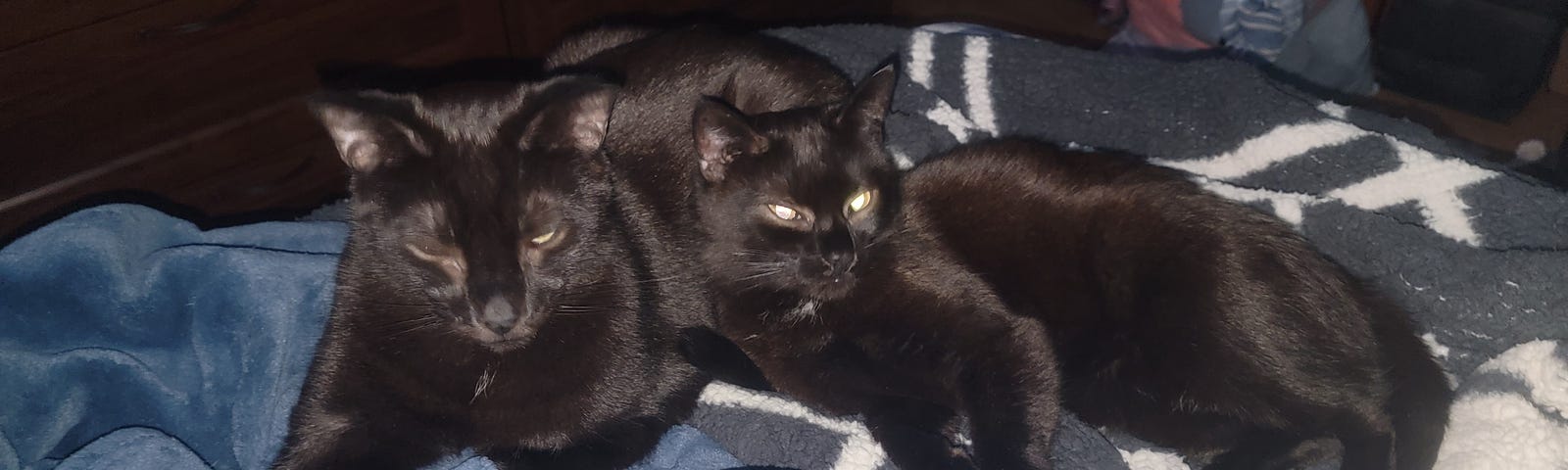 Photo of two black cats cuddling on a bed