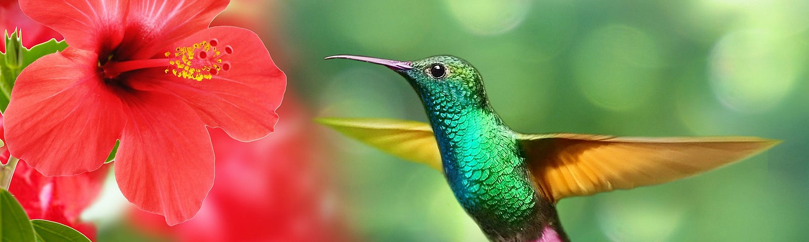 Hummingbird hovering over hibiscus flowers