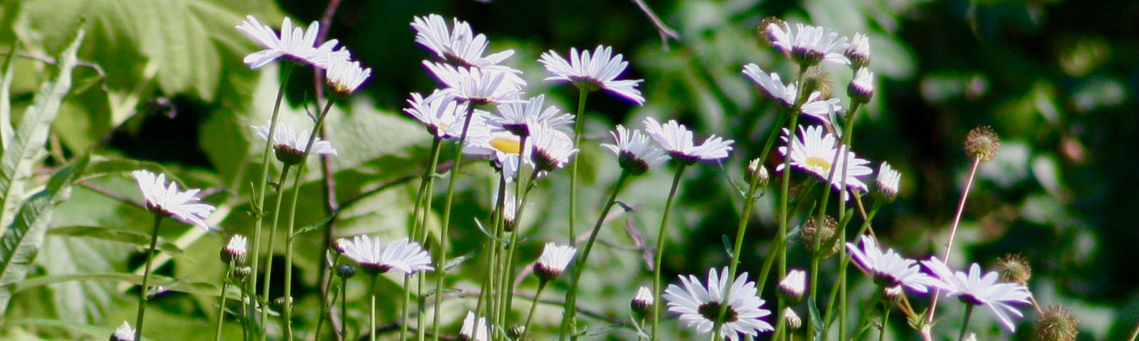 Daisies rise towards the sun in a field of green foliage