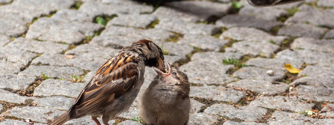 Momma sparrow feeding baby