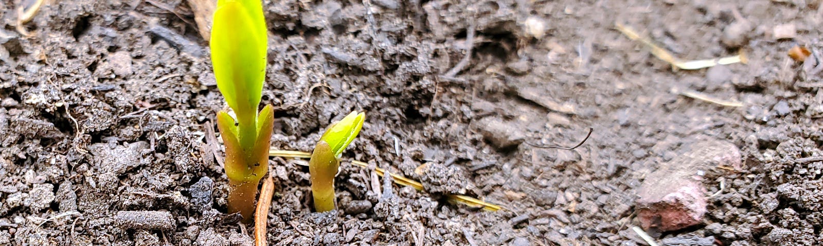 Three yellow green plant sprouts comin up through the damp soil