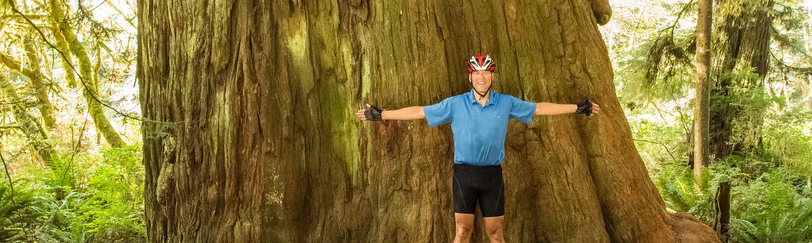 A giant redwood tree, somewhere along California’s “Avenue of the Giants,” dwarfs the author’s 6'-3" arm span.