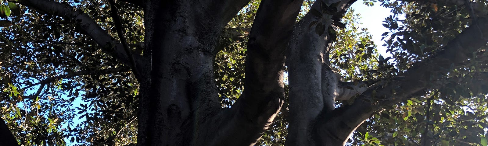 View of a Moreton Bag Fig Tree towards the sky