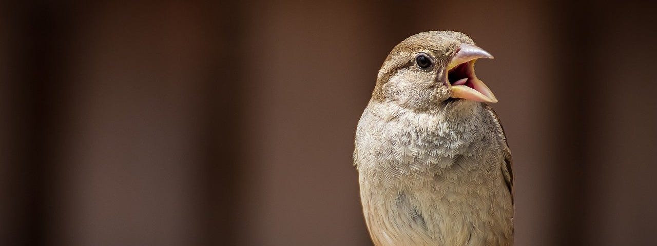 singing sparrow