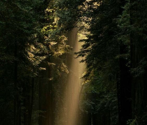 Floresta escura com árvores grandes e bem próximas, entre as árvores passa um facho de luz.