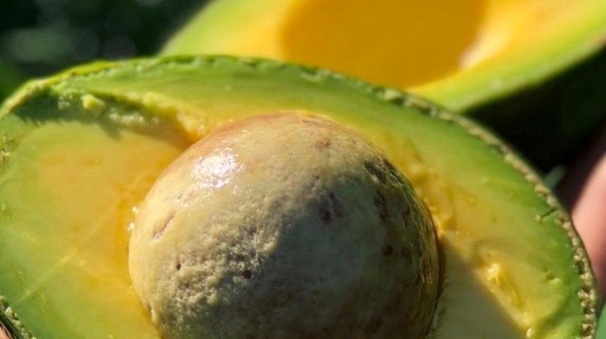 Avocado Jaguacy cortado no meio com caroço