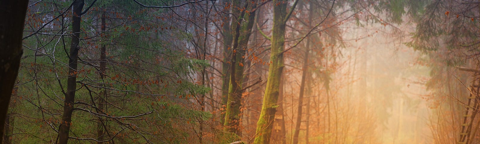 A forest with a pile of logs on the left in the foreground. A path begins on the right, and leads off into the distance. Light glows down onto the path.