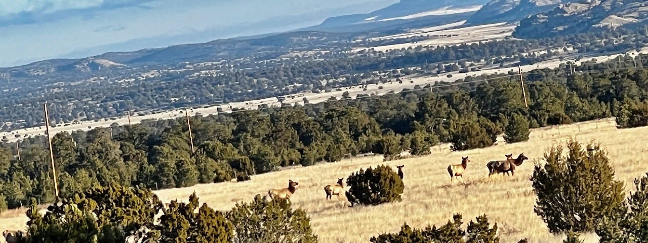 Mountain scene with several female elk in a grassy area between shrubby evergreen trees. Some clouds in the sky.