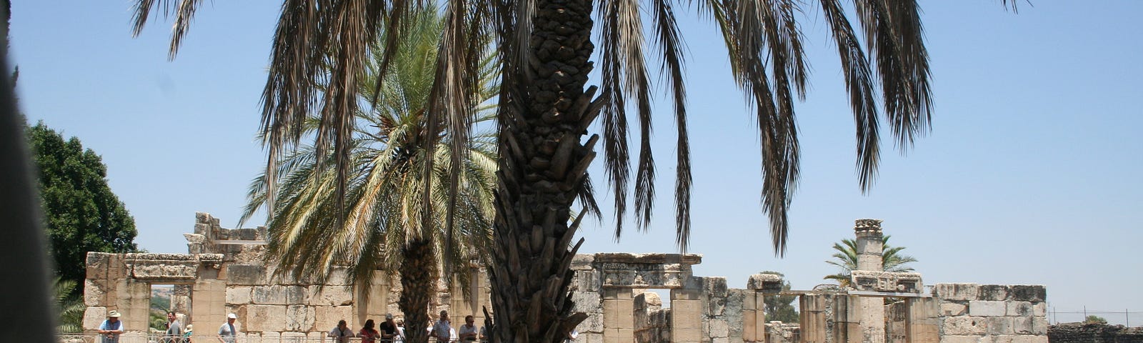 Ruins of a synagogue in Capernaum behind a palm tree