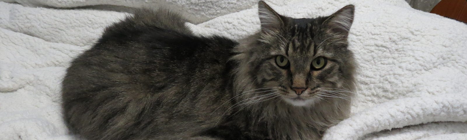 A maine coon sits with his paws tucked under him, on a fuzzy white blanket. He looks at the camera with yellow eyes and very long whiskers. There’s an uncanny spark of intelligence about him.