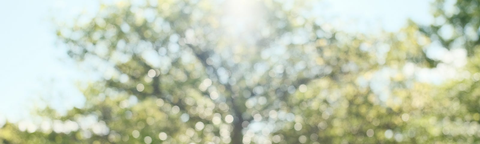 An image of a tree out of focus, to help illustrate how I see this field.