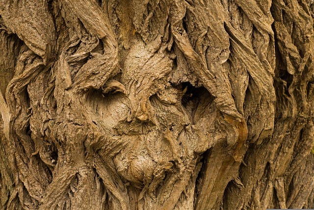 A tree that looks like it has a face.