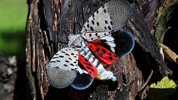 Photo of the Spotted Lantern Fly.