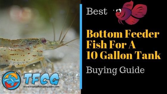 The Best Bottom Feeders For A 10 Gallon Tank 2020 Buying Guide